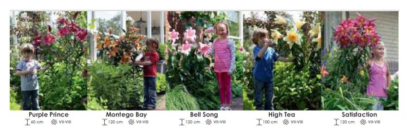 Lilia Drzewiasta zestaw 376 cebulki 5x10 sztuk Wiśniewski