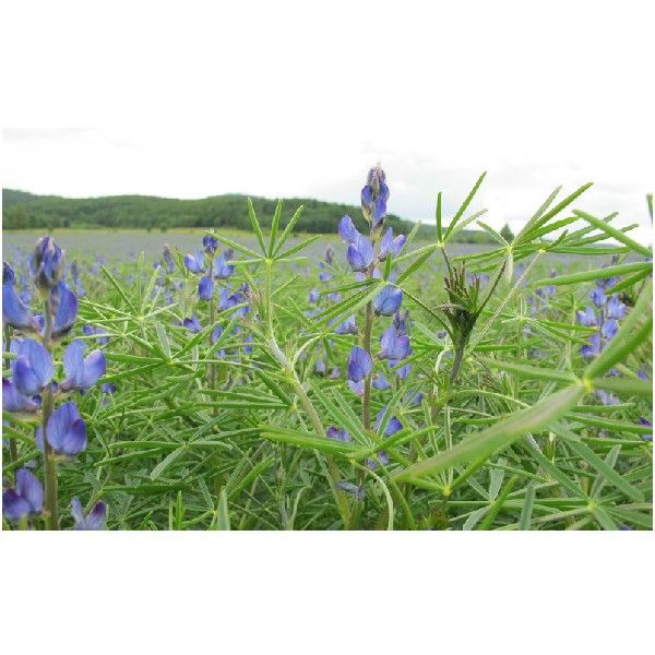 Łubin wąskolistny słodki Boruta C1 25kg Granum