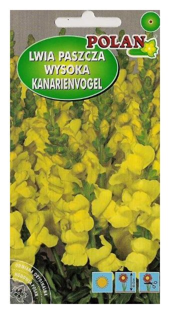 Lwia paszcza żółta 0,5g Polan
