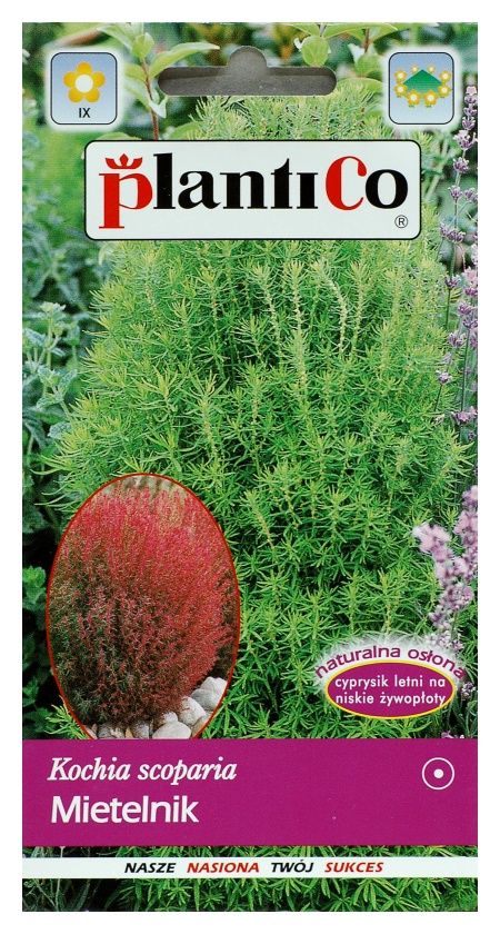 Mietelnik - Kochia 2g PlantiCo