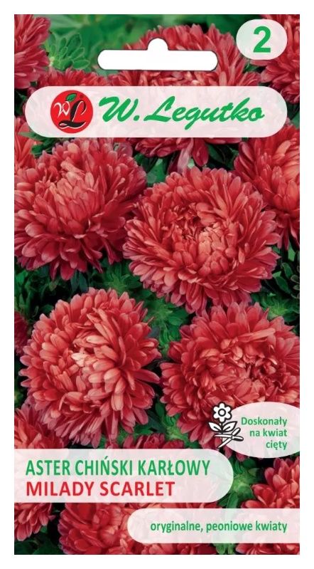 Aster chiński karłowy Milady Scarlet czerwony 1g Legutko