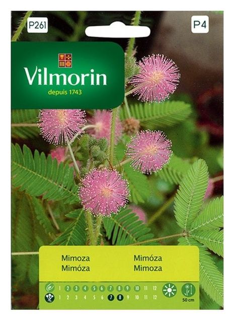 Mimoza Pudica Vilmorin