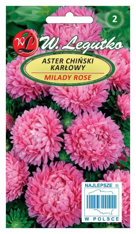 Aster chiński karłowy Milady Rose różowy 0,3g Legutko