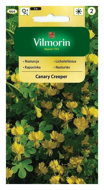 Nasturcja pnąca Canary Creeper 2g Vilmorin