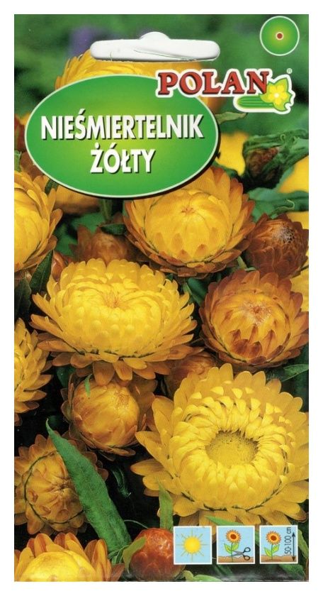 Nieśmiertelnik wysoki Polan