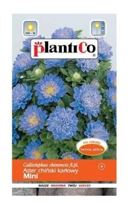 aster mini niebieski