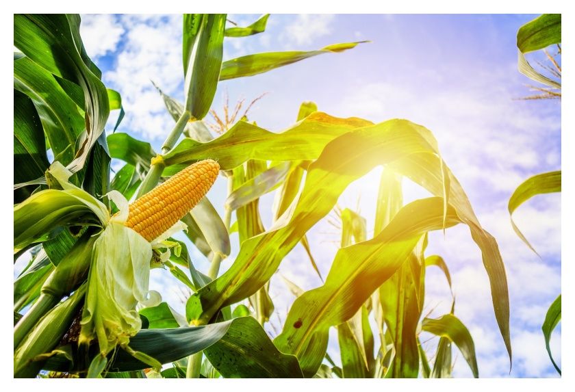 Kukurydza KWS Amavit F1 50tys C1