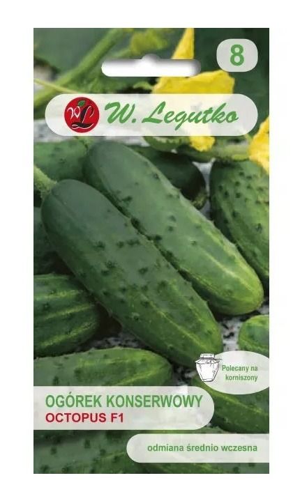 Ogórek Octopus F1 Legutko1