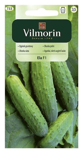 Ogórek Ela F1 5g Vilmorin