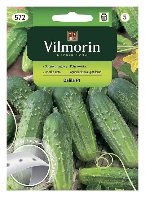 Ogórek gruntowy Dalila F1 taśma 7m Vilmorin
