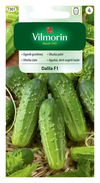 Ogórek gruntowy Dalila mieszaniec F1 3g Vilmorin