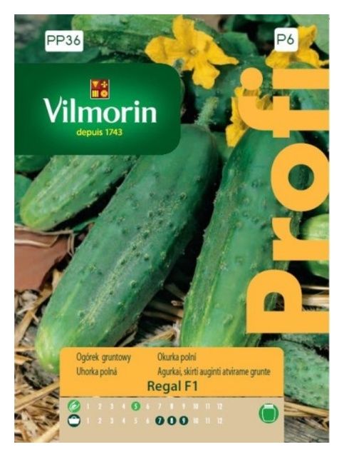 Ogórek gruntowy Regal F1 Vilmorin 