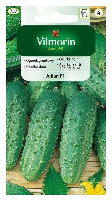 Ogórek Julian 5g Vilmorin