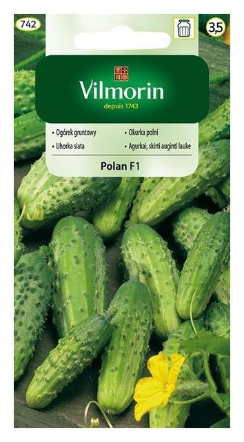 Ogórek Polan F1 3g Vilmorin