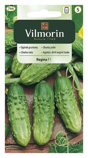 Ogórek Regina F1 5g Vilmorin