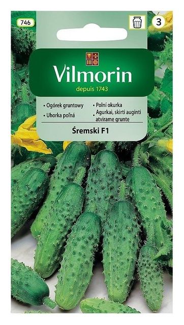 Ogórek Śremski F1 3g Vilmorin