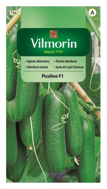 Ogórek szklarniowy Picolino F1 Vilmorin