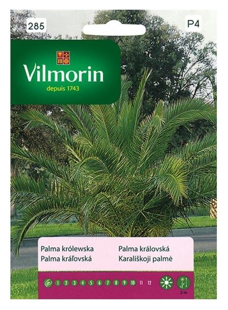 Palma Królewska 3g Vilmorin