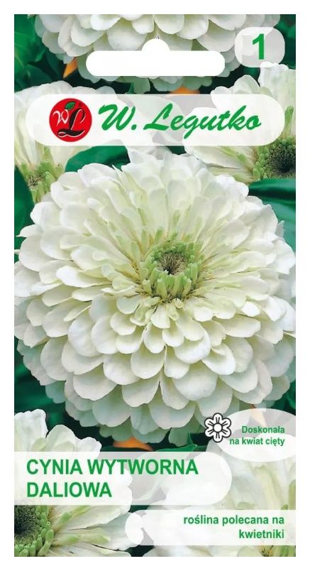 Cynia wytworna daliowa Polar Bear 1g Legutko