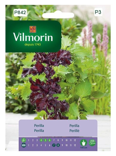 Perilla Japońskie zioło 0,5g Vilmorin