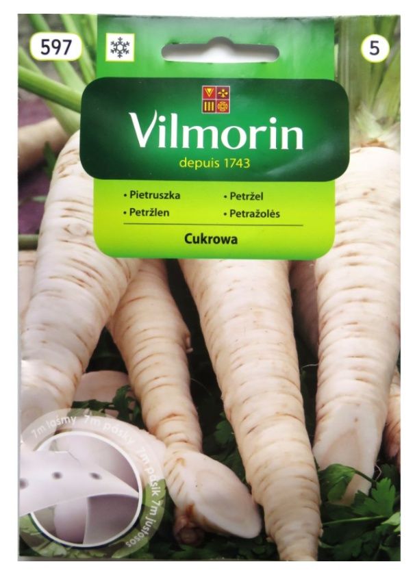 Pietruszka Cukrowa na taśmie 7m Vilmorin