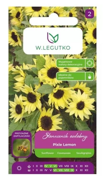 Słonecznik ozdobny Pixie Lemon 2g Legutko to karłowa odmiana o cytrynowożółtych kwiatach z ciemnym środkiem, idealna do pojemników i rabat, kwitnąca od czerwca do września.