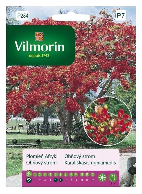 Płomień Afryki Vilmorin