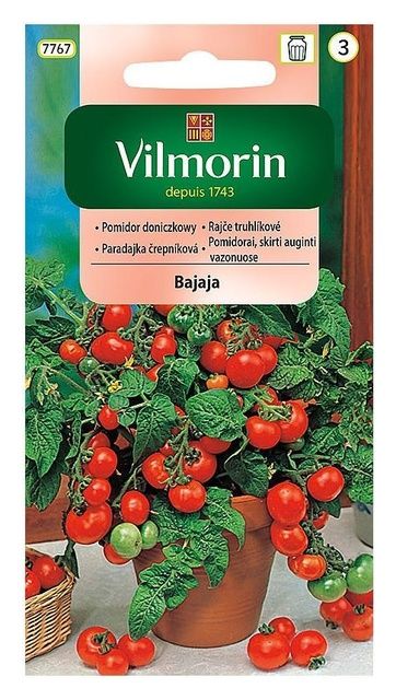Pomidor doniczkowy Bajaja 0,5g Vilmorin