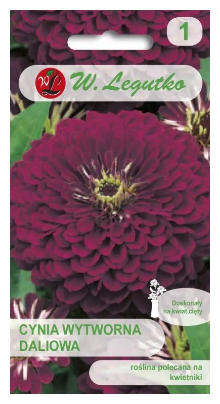 Cynia wytworna daliowa Violet Queen 1g Legutko