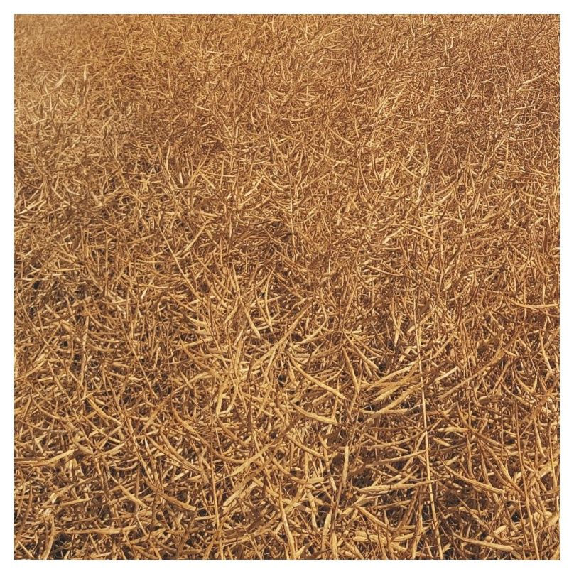 Rzepak ozimy Riccardo KWS F1 C1 Buteo Start