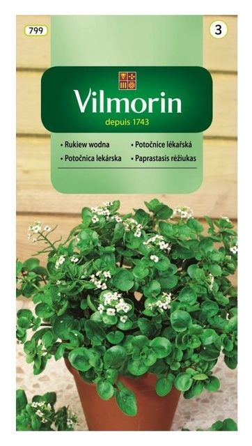 Rukiew wodna Vilmorin