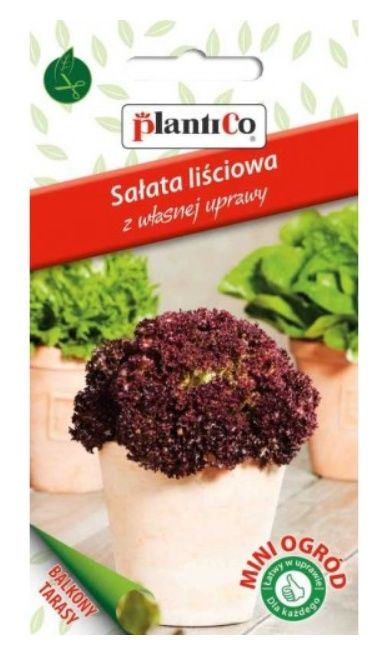 sałata czerwona plantico