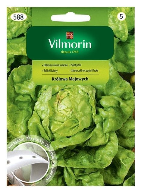 Sałata Królowa Majowych taśma 7m Vilmorin