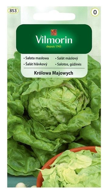 Sałata masłowa Królowa majowych 1g Vilmorin