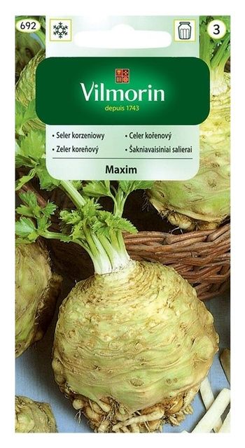 Seler korzeniowy Maxim 0,5g Vilmorin