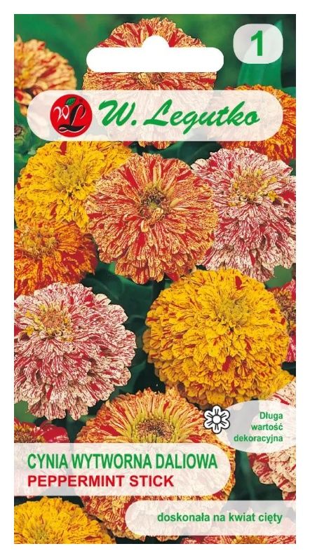 Cynia wytworna daliowa Peppermint Stick 1g Legutko