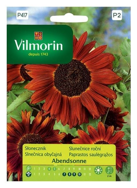 Słonecznik Abendsonne 0,5g Vilmorin