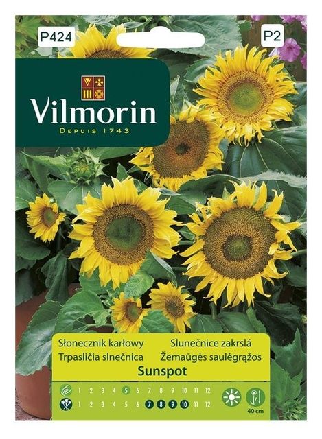 Słonecznik karłowy Sunspot Vilmorin