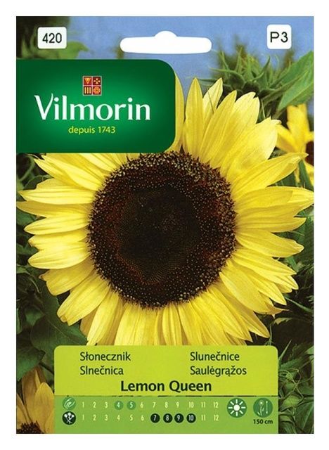 Słonecznik Lemon Queen Vilmorin