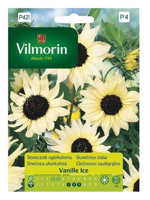 Słonecznik Ogórkolistny Vanille Ice 0,5g Vilmorin