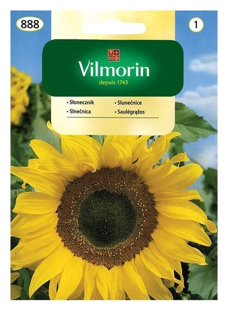 Słonecznik Ogrodowy 20g Vilmorin