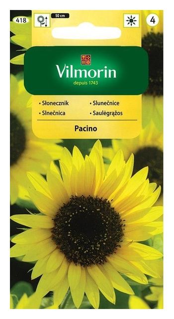 Słonecznik ozdobny Pacino 0,4g Vilmorin