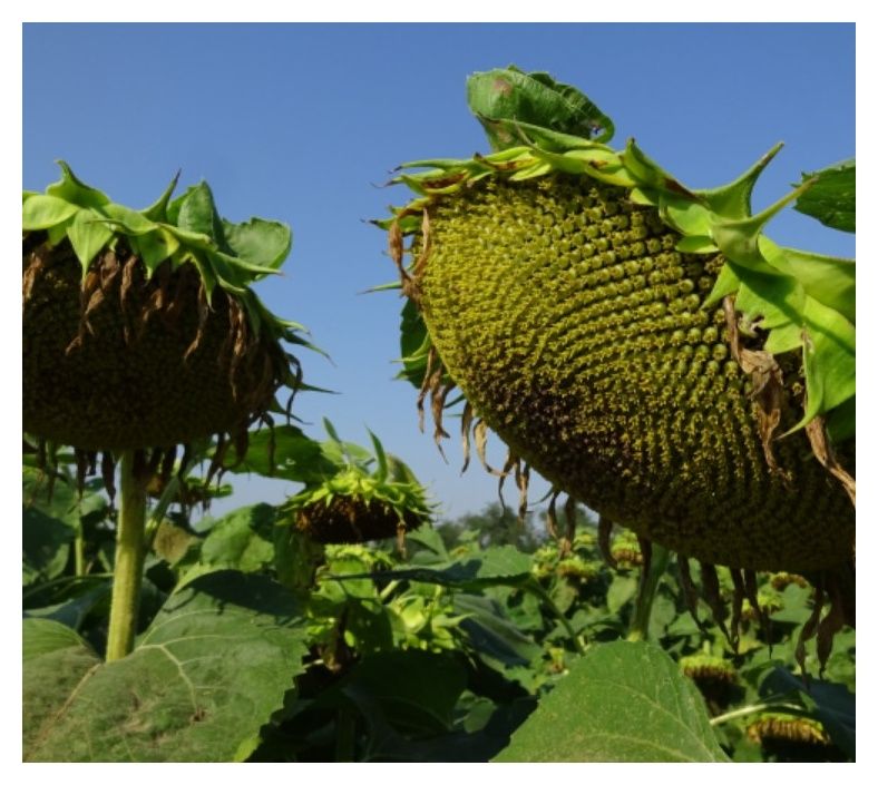 Słonecznik Sulfonor 150tyś C1 Maisadour