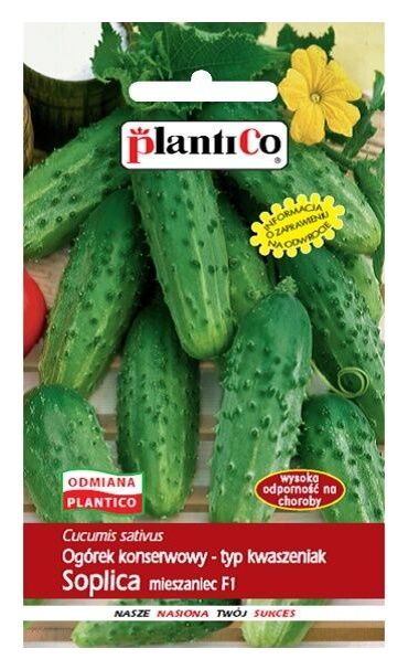 Ogórek Soplica F1 100g Plantico