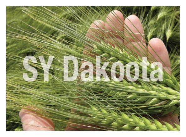 Jęczmień ozimy SY Dakoota F1 C1 10 mln nasion Syngenta