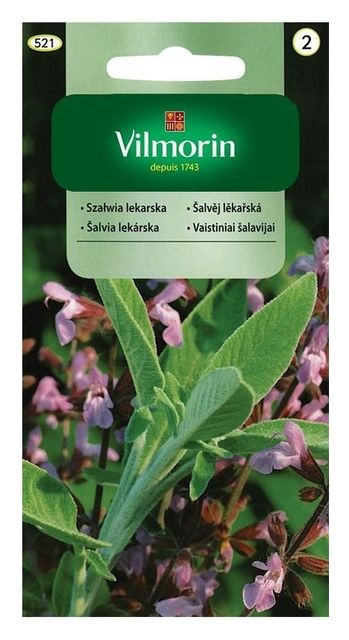 Szałwia Lekarska 1g Vilmorin