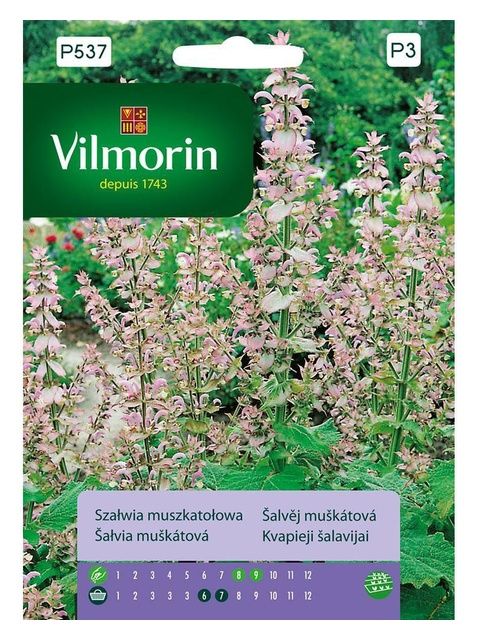 Szałwia muszkatałowa 1g Vilmorin
