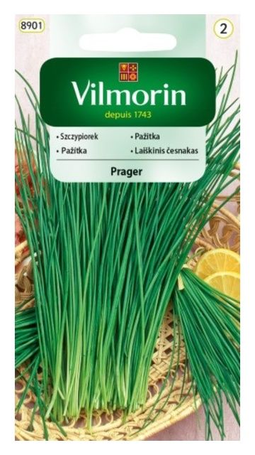 Szczypiorek Prager 2g Vilmorin 