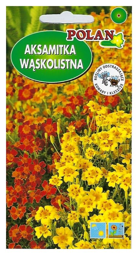 Aksamitka wąskolistna Talizman Polan