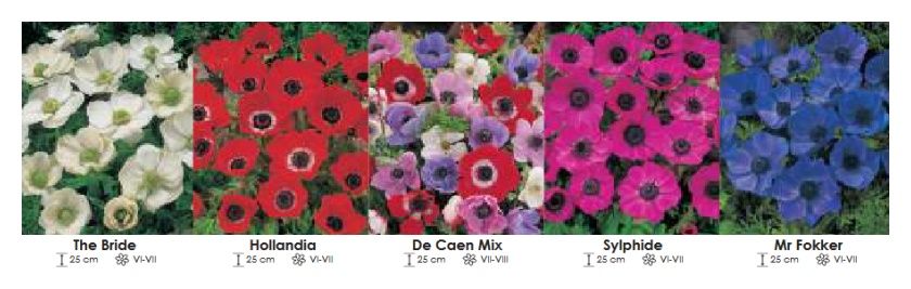 Anemony pojedyncze zestaw 011 cebulki 5x100 sztuk Wiśniewski